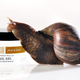 Image for article titled Feeling Old? Let a Snail Crawl On Your Skin